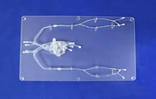 Anatomisches Herzmodell - XXD008 - Trando 3D Medical Technology - Arterie / für minimalinvasive Chirurgie / Ausbildung