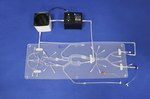 Gefäßmodell für Neurologie - Trando 3D Medical Technology