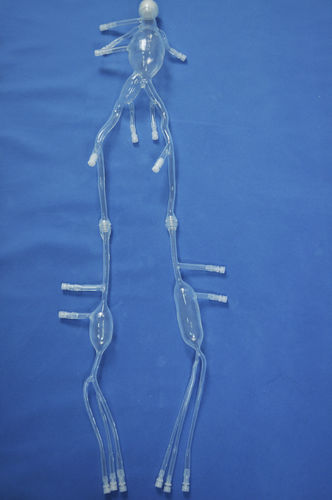 Anatomisches Modell / Bein - XZ002D - Trando 3D Medical Technology - Arterie / Ausbildung / mit Aneurysmen