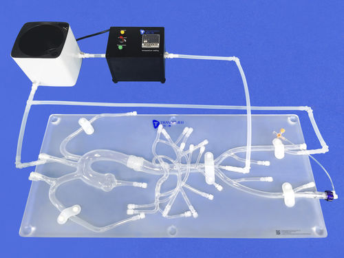 Anatomisches Modell / Bauch - FBD006 - Trando 3D Medical Technology - für minimalinvasive Chirurgie / Ausbildung / transparent
