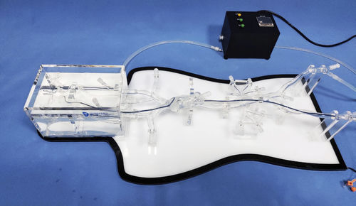 Anatomisches Modell / Ganzkörper - NMVS-EDU021 - Trando 3D Medical Technology - für minimalinvasive Chirurgie / für Neurologie / Ausbildung