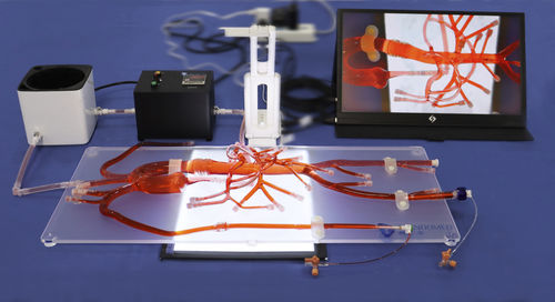 Anatomisches Modell / Bauch - AIT010D - Trando 3D Medical Technology - für minimalinvasive Chirurgie / Ausbildung / transparent