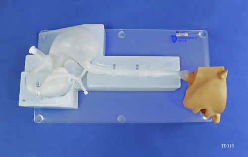 Anatomisches Modell / Kopf - Trando 3D Medical Technology