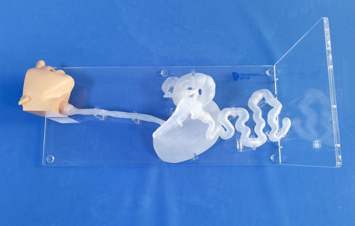 Anatomisches Modell / Kopf - XHG-11-03 - Trando 3D Medical Technology - Magen / Speiseröhre / Zwölffingerdarm