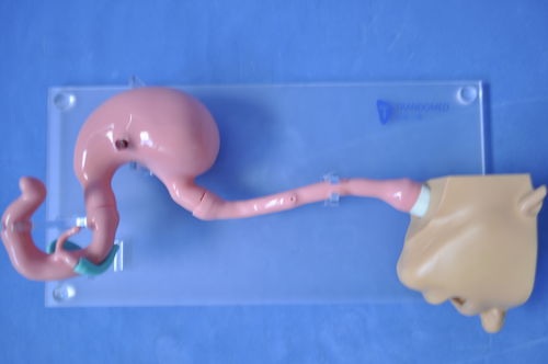 Anatomisches Modell / Kopf - XHG-11-1 - Trando 3D Medical Technology - Magen / Speiseröhre / Zwölffingerdarm
