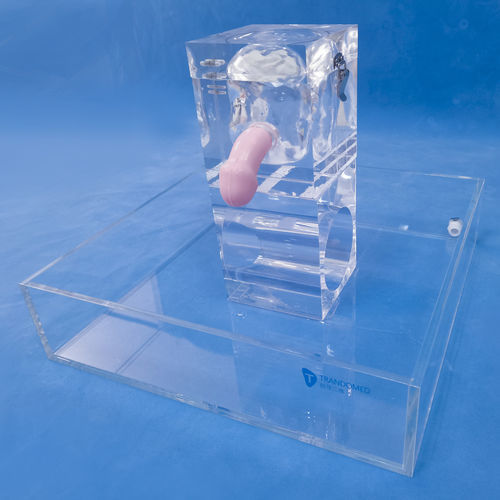 Anatomisches Modell / Niere - MN-02-06 - Trando 3D Medical Technology - Blase / Harnleiter / der männlichen Geschlechtsorgane