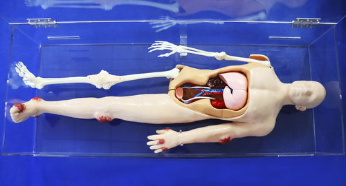 Anatomisches Modell / Ganzkörper - Trando 3D Medical Technology - CT-Scanner / flexibel