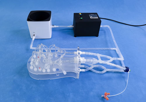 Intrakranieller anatomisches Modell - Trando 3D Medical Technology