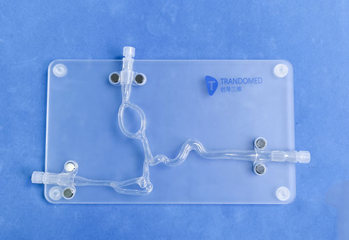 Blutgefäße-Gefäßmodell - SDL004-2 - Trando 3D Medical Technology - Gehirn / Intrakranieller / für Gefäßchirurgie