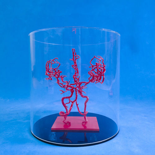 Gehirn-Gefäßmodell - YZ002 - Trando 3D Medical Technology - Ausbildung / transparent / flexibel