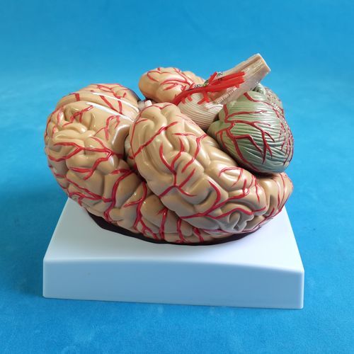 Anatomisches Gehirnmodell - SDL009 - Trando 3D Medical Technology - Ausbildung / transparent / flexibel