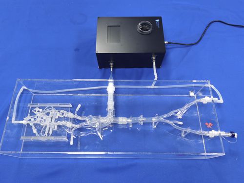 Blutgefäße-Gefäßmodell - SJX006-2 - Trando 3D Medical Technology - Intrakranieller / für minimalinvasive Chirurgie / Ausbildung