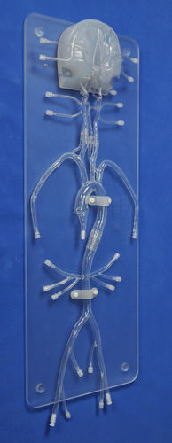 Intrakranieller anatomisches Modell - SJ005D - Trando 3D Medical Technology - Arterie / Arteria femoralis / Arteria carotis