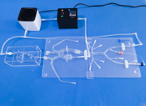 Intrakranieller anatomisches Modell - SJ001D-04 - Trando 3D Medical Technology - für minimalinvasive Chirurgie / für Neurochirurgie / für Neurologie