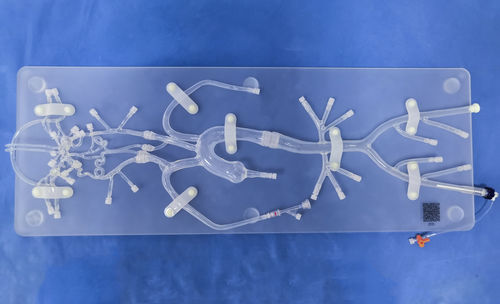 Intrakranieller anatomisches Modell - SJ001D-06 - Trando 3D Medical Technology - für minimalinvasive Chirurgie / für Neurochirurgie / Ausbildung