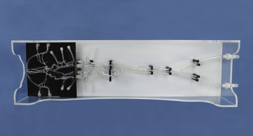 Intrakranieller anatomisches Modell - XXS008-1 - Trando 3D Medical Technology - Ganzkörper / für minimalinvasive Chirurgie / Ausbildung