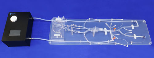 Gefäßmodell für Neurologie - SJ001D-07 - Trando 3D Medical Technology - Intrakranieller / Blutgefäße / Arterie