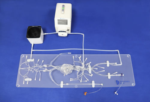 Gefäßmodell für Angiographie - QS002D-01 - Trando 3D Medical Technology - Blutgefäße / Arterie / Arteria femoralis