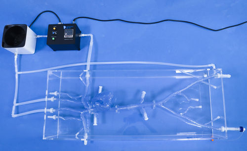 Anatomisches Herzmodell - XX001J - Trando 3D Medical Technology - Kopf / Arm / Hals
