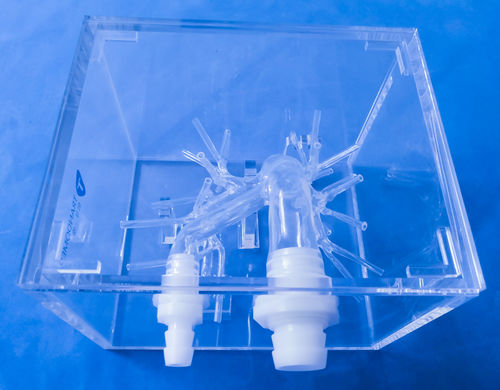 Anatomisches Modell / Arterie - XX-13D - Trando 3D Medical Technology - Ausbildung / transparent