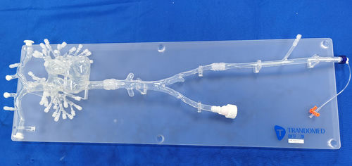 Herzgefäßmodell - PA001-03 - Trando 3D Medical Technology - Blutgefäße / Arterie / Thorax