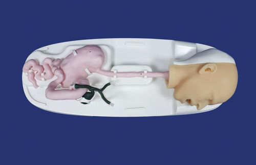 Anatomisches Modell / Kopf - Trando 3D Medical Technology