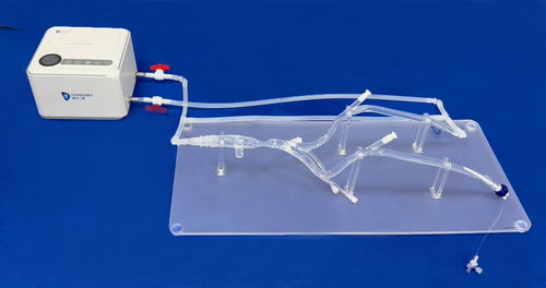 Anatomisches Modell / untere Extremitäten - XZJ004 - Trando 3D Medical Technology - Blutgefäße / für Gefäßchirurgie / Ausbildung