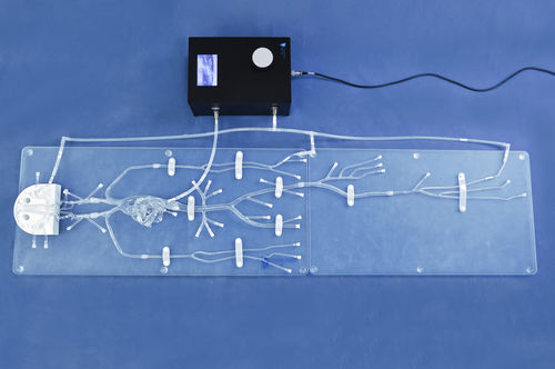 Gefäßmodell für Gefäßzugang - FA004D - Trando 3D Medical Technology - Blutkreislaufsystem / Ganzkörper / für minimalinvasive Chirurgie