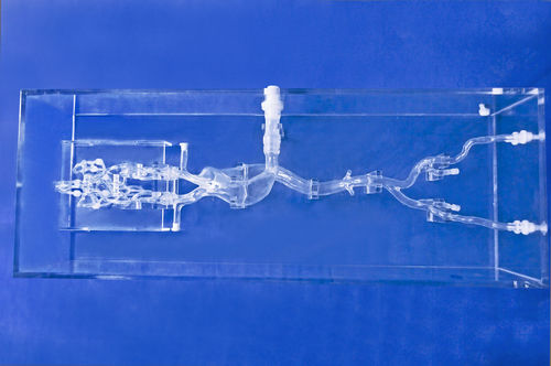 Blutgefäße-Gefäßmodell - SJX006-1 - Trando 3D Medical Technology - für minimalinvasive Chirurgie / Ausbildung / transparent