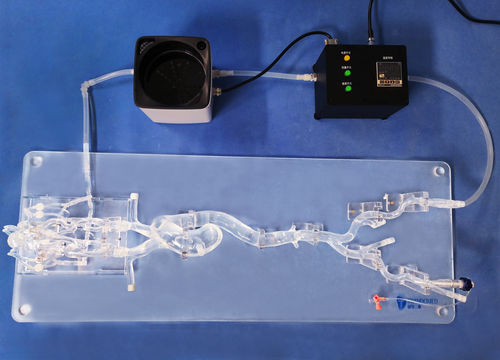 Blutgefäße-Gefäßmodell - SJX006 - Trando 3D Medical Technology - Ganzkörper / für minimalinvasive Chirurgie / Ausbildung