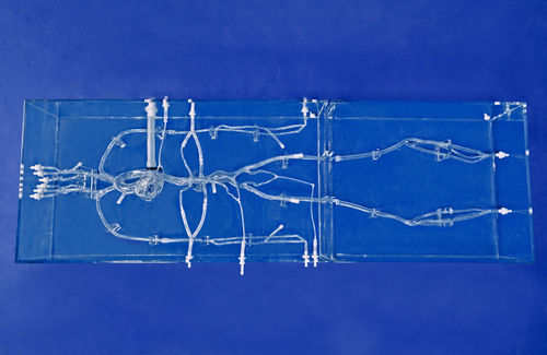 Anatomisches Modell / Koronararterien - SJX004 - Trando 3D Medical Technology - Arterie / Arteria carotis / Bauch