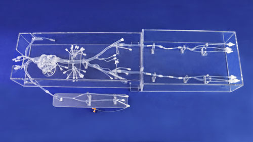 Anatomisches Modell / Herz - FA002D - Trando 3D Medical Technology - untere Extremitäten / Bauch / Blutgefäße