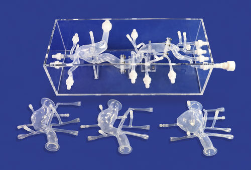 Anatomisches Modell / Herz - FBD012 - Trando 3D Medical Technology - Bauch / Blutgefäße / Ausbildung