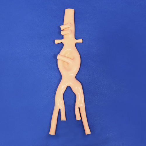 Anatomisches Modell / Bauch - FBD016 - Trando 3D Medical Technology - Blutgefäße / Ausbildung / Näh