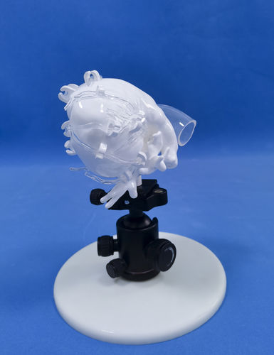 Anatomisches Herzmodell - XXD009 - Trando 3D Medical Technology - Koronararterien / Ausbildung / flexibel