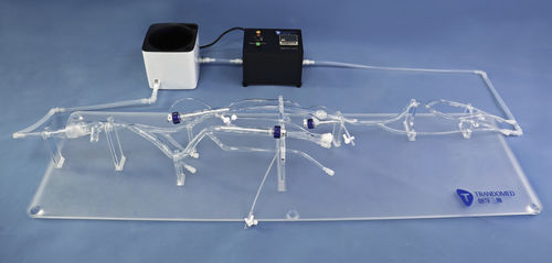 Anatomisches Modell / Arterie - XZJ003 - Trando 3D Medical Technology - Vena-Cava / Vene / untere Extremitäten