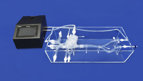 Anatomisches Modell / Vene - XXS004J - Trando 3D Medical Technology - Herz / Arterie / untere Extremitäten