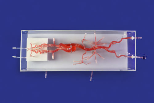 Blutgefäße-Gefäßmodell - SJ001D-014 - Trando 3D Medical Technology - Circulus arteriosus cerebri / Nerv / Intrakranieller