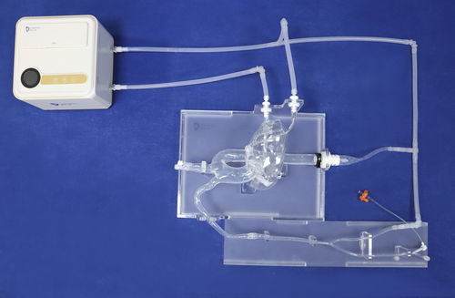 Koronararterien-Gefäßmodell - XXD003-01 - Trando 3D Medical Technology - Arteria carotis / für die Herzchirurgie / Ausbildung