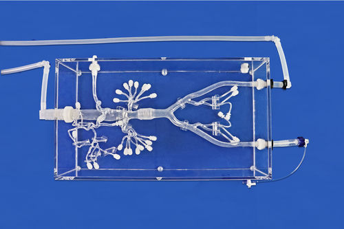 Niere-Gefäßmodell - FBD028 - Trando 3D Medical Technology - Bauch / Arteria femoralis / Blutgefäße