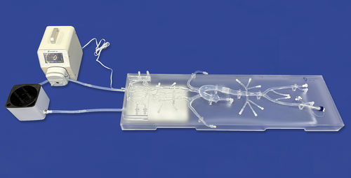 Nerv-Gefäßmodell - SJ001D-013 - Trando 3D Medical Technology - Koronararterien / Aorta abdominalis / für Neurologie