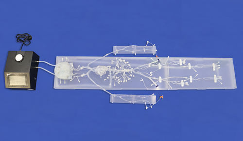 Gehirn-Gefäßmodell - FA007D - Trando 3D Medical Technology - Nerv / Bauch / Blutgefäße