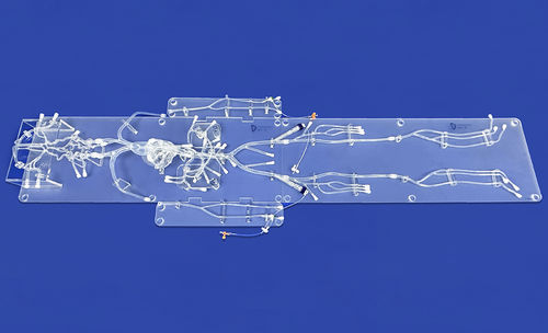 Herzgefäßmodell - FA010D - Trando 3D Medical Technology - Bauch / Arteria femoralis / Arteria carotis