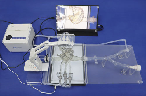 Herzgefäßmodell - PV001 - Trando 3D Medical Technology - Arteria carotis / Blutgefäße / Koronararterien