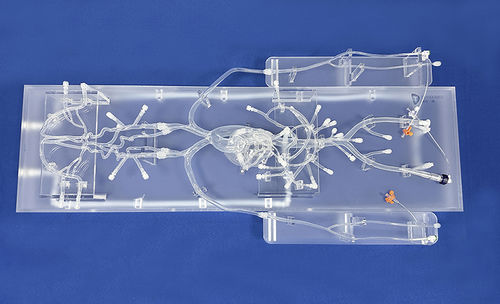 Herzgefäßmodell - QS002D-03 - Trando 3D Medical Technology - Bauch / Ganzkörper / Arterie