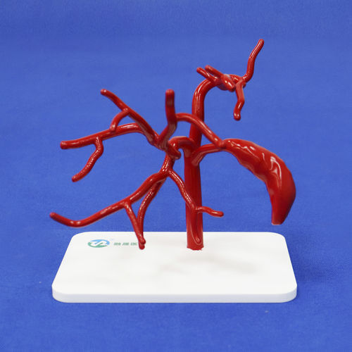 Bauch-Gefäßmodell - FBD029 - Trando 3D Medical Technology - Ausbildung / flexibel