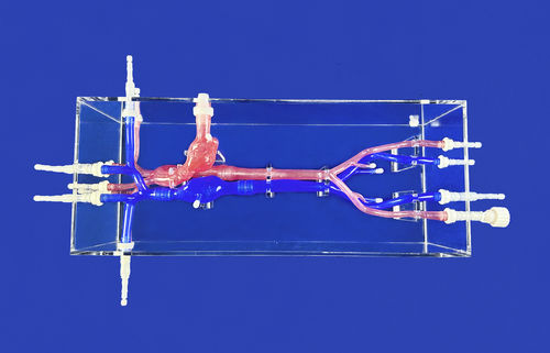 Herzgefäßmodell - XXK001DJ-02 - Trando 3D Medical Technology - Arteria femoralis / Arteria carotis / Blutgefäße