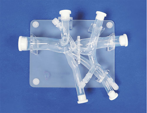 Bauch-Gefäßmodell - FBD021 - Trando 3D Medical Technology - Blutgefäße / Ausbildung / transparent