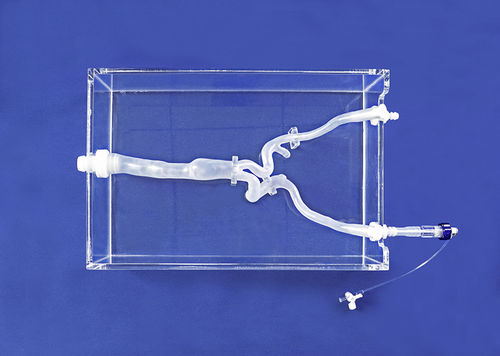 Blutgefäße-Gefäßmodell - FBD011 - Trando 3D Medical Technology - Arteria iliaca / Ausbildung / transparent