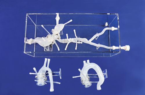 Gefäßmodell / Arteria femoralis - FBD014 - Trando 3D Medical Technology - Aorta abdominalis / Arteria iliaca / Blutgefäße
